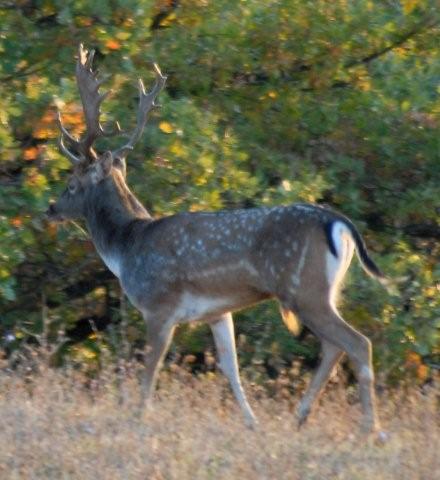 QUIZ:  INDOVINA L''UNGULATO!!! (per i non 